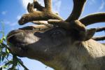 Caribou Portrait