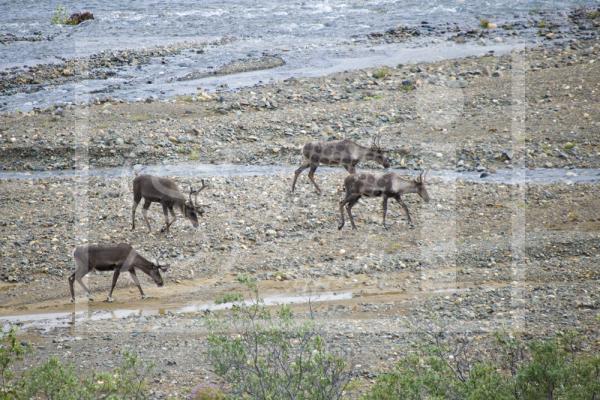 Caribou herd