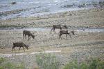 Caribou herd