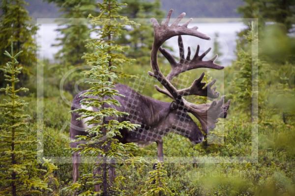 Bull Caribou