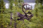 Bull Caribou