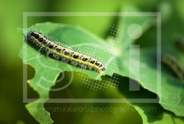 Caterpillar