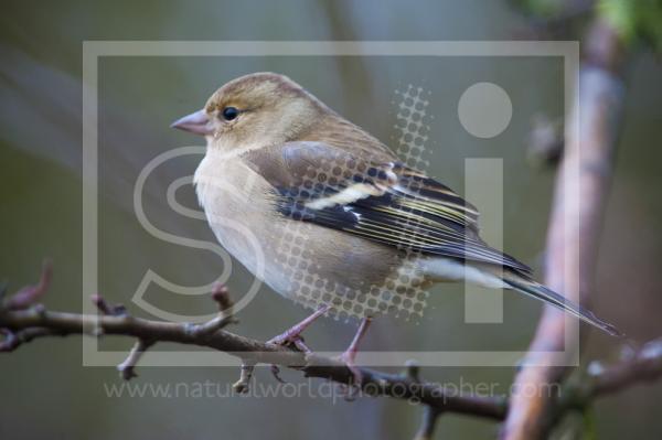 Female Chaffinch