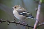 Female Chaffinch