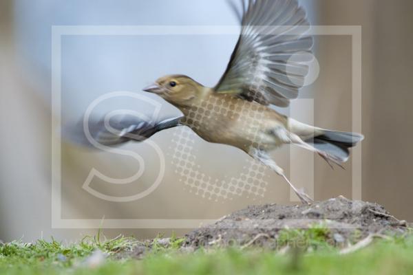 Male Chaffinch