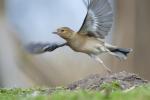 Male Chaffinch