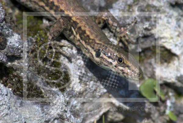 Common Wall Lizard