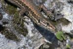 Common Wall Lizard