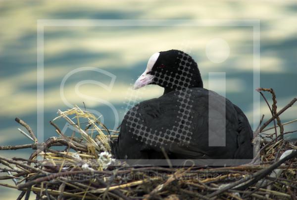 Nesting Coot