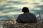 Nesting Coot