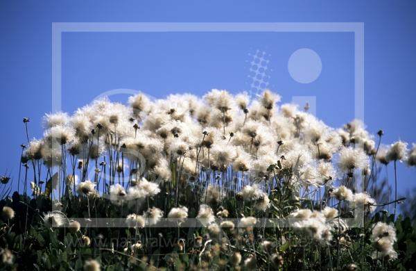 Cotton Grass