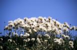 Cotton Grass