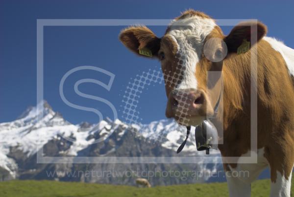 Swiss Cow