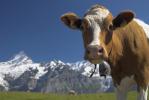 Swiss Cow