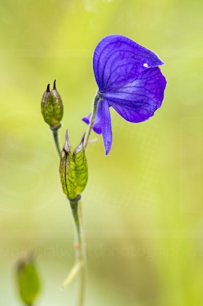 Monkshood