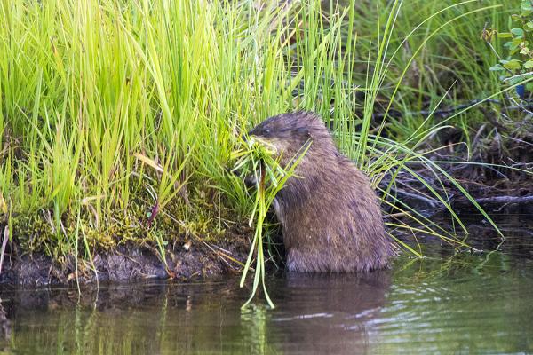 Muskrat