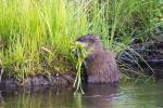 Muskrat