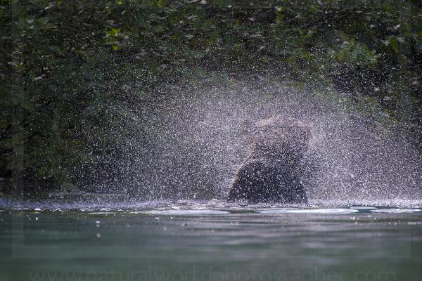 Bear Spray