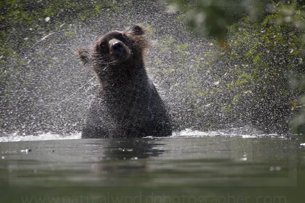 Brown Bear Making Spray