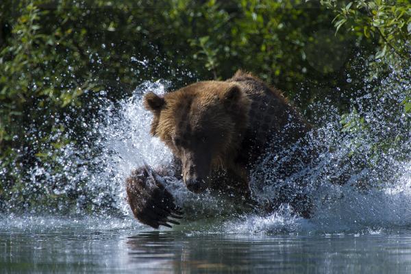 Brown Bear Chasing Fish