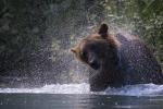 Brown Bear and Spray