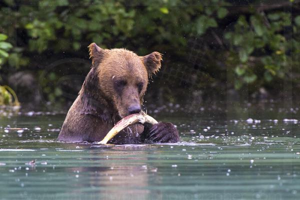 Brown Bear Feeding