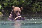 Brown Bear Feeding