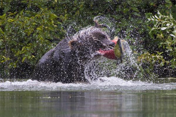 Brown Bear with Spray and Salmon