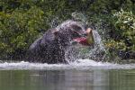 Brown Bear with Spray and Salmon