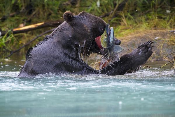 Brown Bear With Red Sockeye Salmon