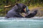 Brown Bear With Red Sockeye Salmon