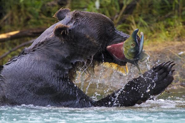 Brown Bear and Sockeye Salmon