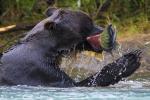 Brown Bear and Sockeye Salmon