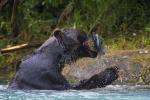 Brown Bear with Salmon