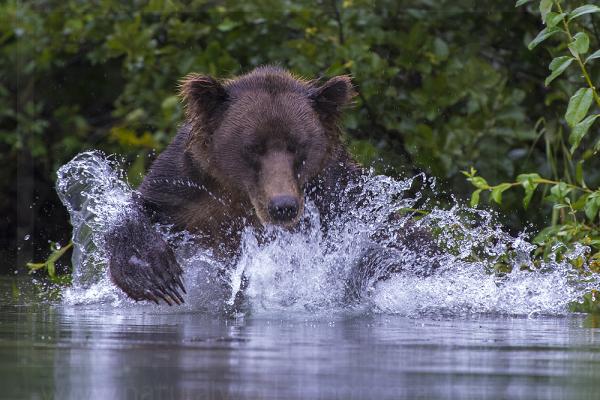 Brown Bear Crashing Through Water