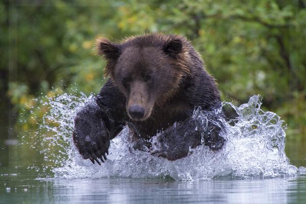 Brown Bear Pouncing