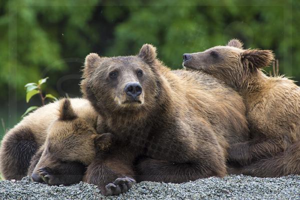 Chucky and Her Cubs