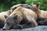 Brown Bear Family