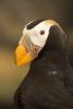 Tufted Puffin Portrait