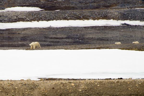 Svalbard Polar Bears