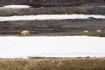 Svalbard Polar Bears