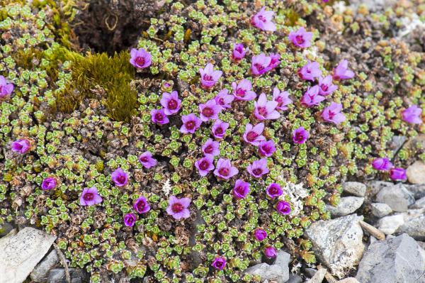 Purple Saxifrage