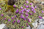 Purple Saxifrage