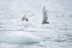 Arctic Terns