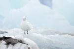 Ivory Gull