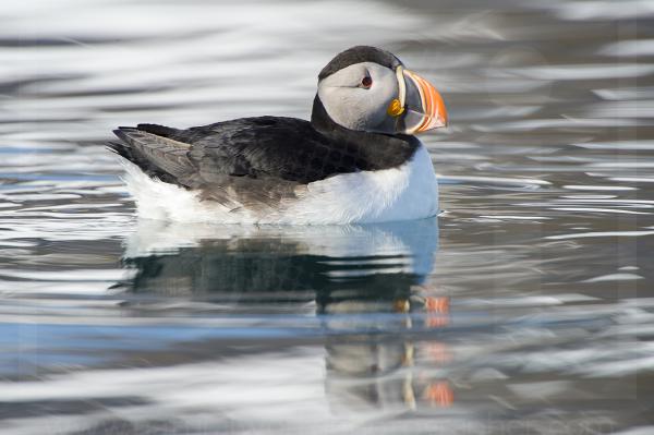 Atlantic Puffin