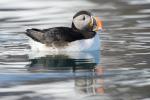 Atlantic Puffin