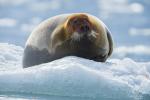 Bearded Seal