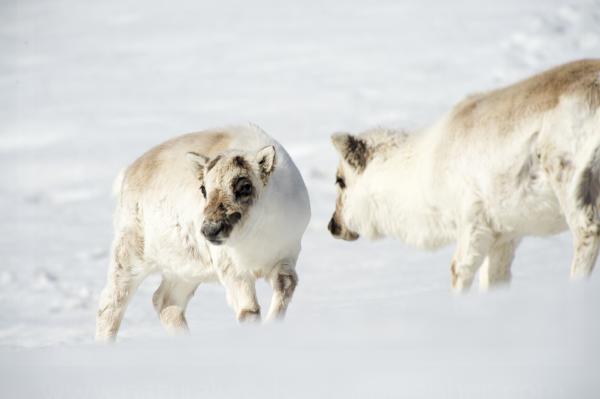 Svalbard Reindeer