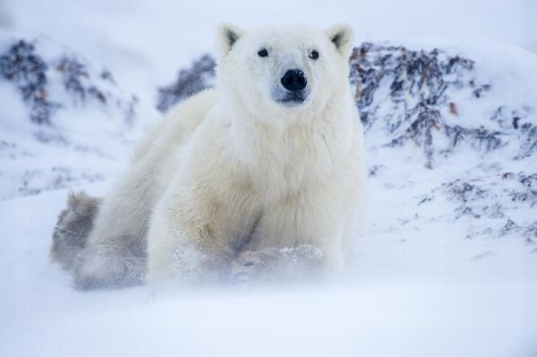 Polar Bear Relaxing